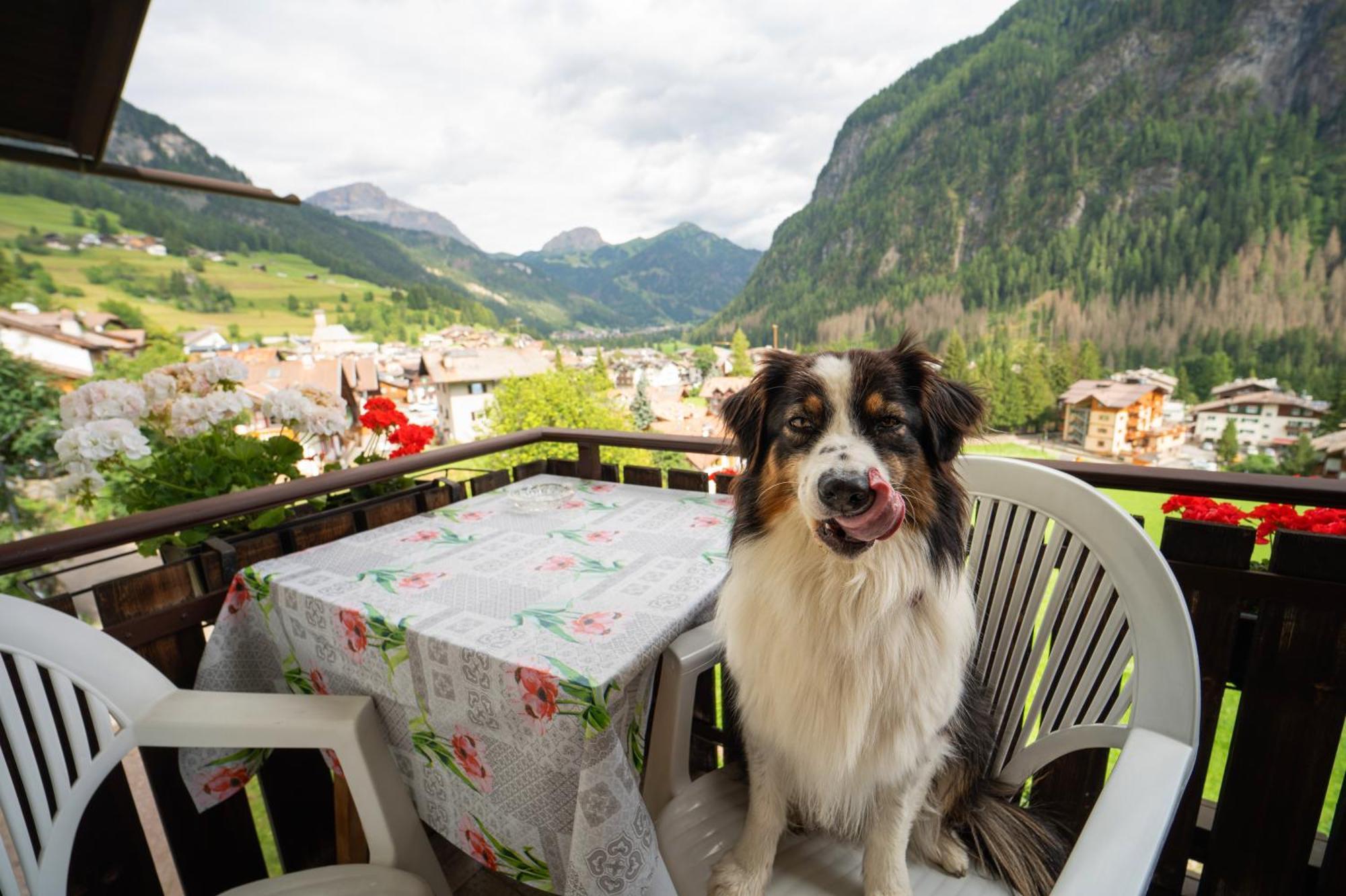 Cesa Cherpei - Dog Friendly カンピテッロ・ディ・ファッサ エクステリア 写真